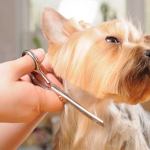 Yorkie being groomed with scissors.