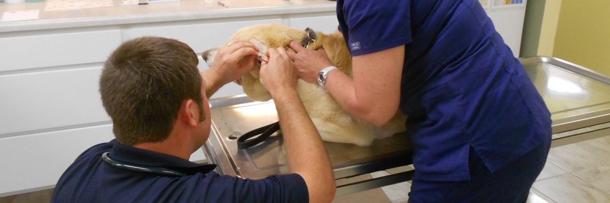 Veterinarian and staff member examining a dog's ears.