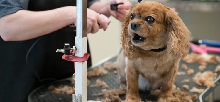 Small dog being groomed on table at the Bark District.