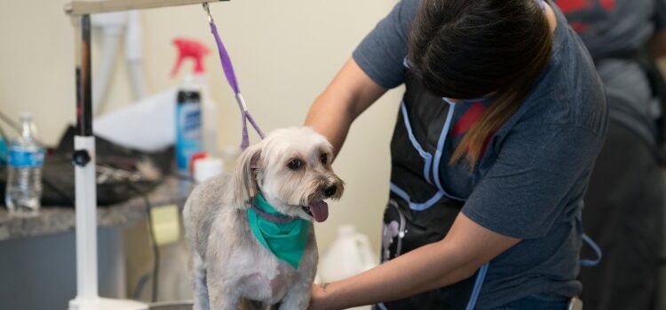 Small grey dog being groomed by staff at Meadowbrook Bark District.