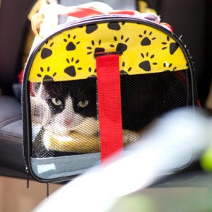 Black and white cat inside of yellow cat carrier.