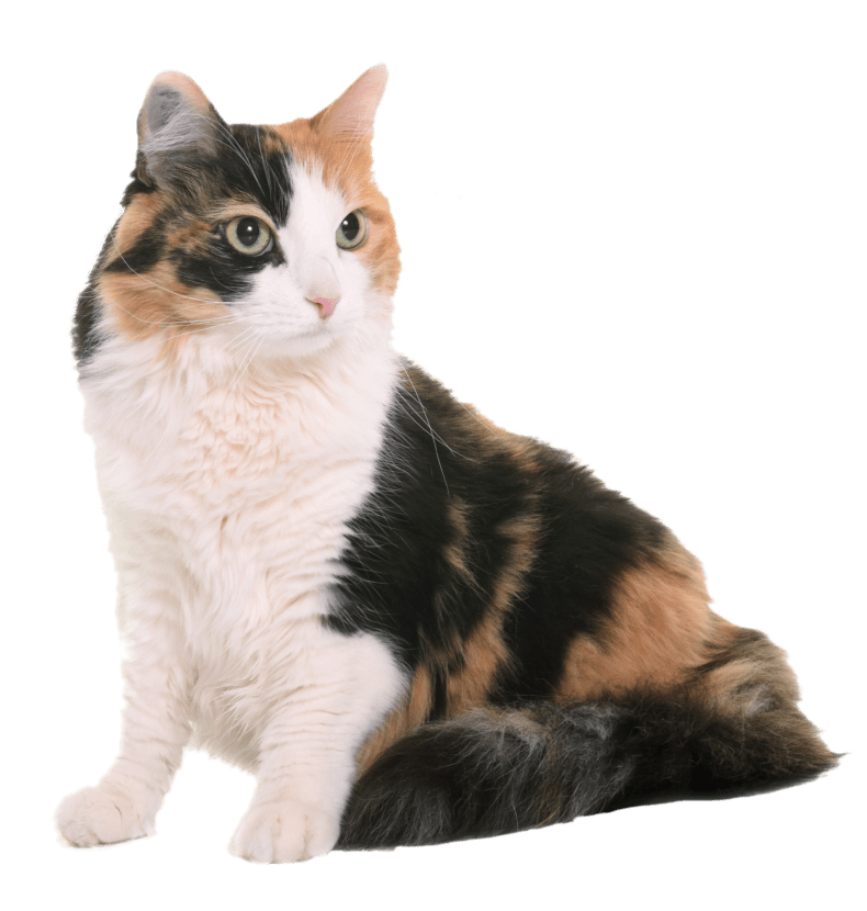 Calico cat sitting down.