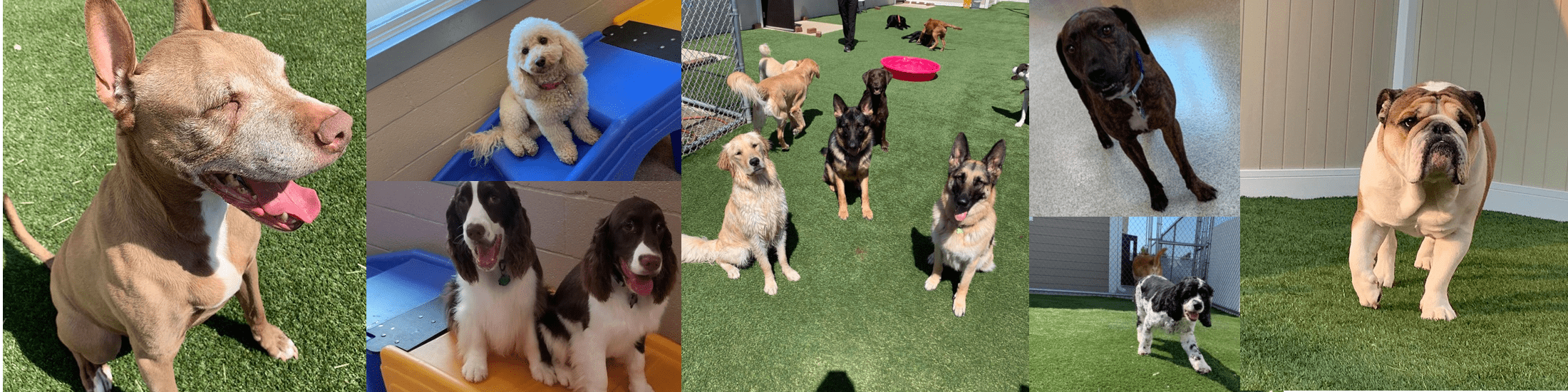 Collage of several dogs at the daycare and training at Bark District.