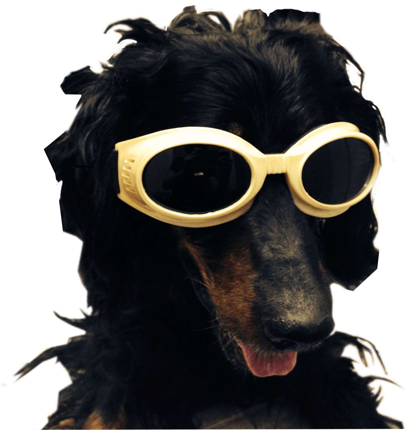 Black dog with tongue sticking out with yellow goggles.