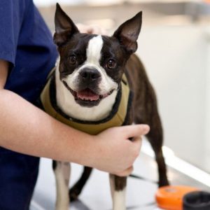 Small brown and white dog on exam table with staff member.
