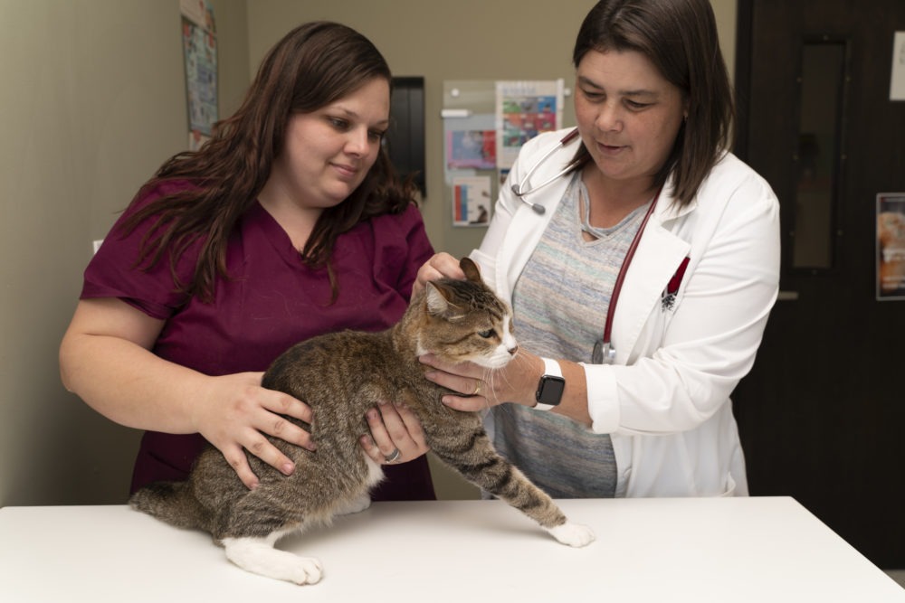 Veterinarian and staff member examining cat on exam table.