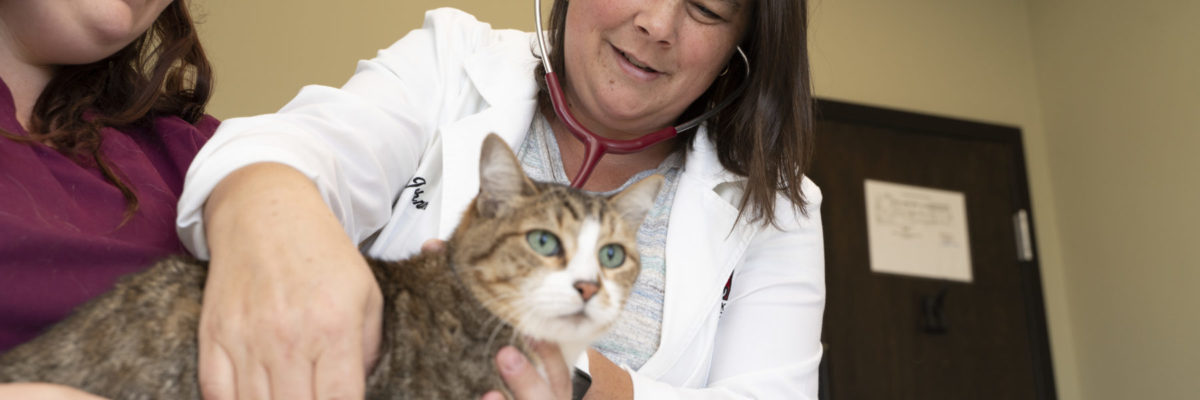 Veterinarian with stethoscope and staff member examining cat.