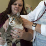 Veterinarian and staff member examining cat with stethoscope.