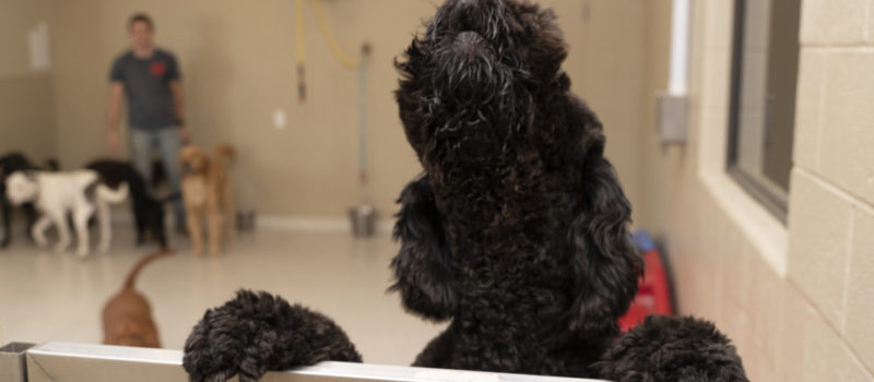 Black curly-haired dog holding onto fence inside of the Bark District daycare.