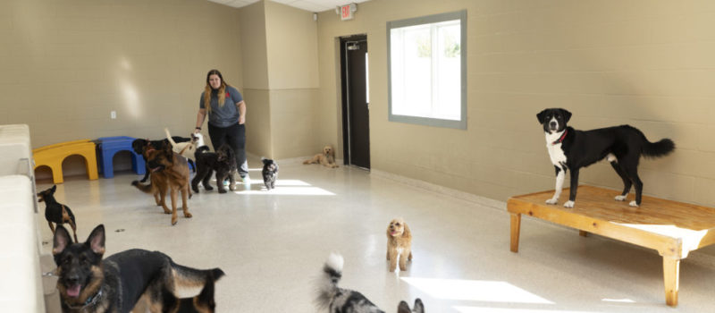 Several dogs at daycare center with staff member in Bark District.