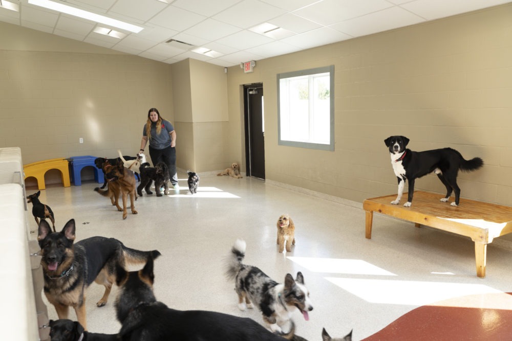 Several dogs at daycare center with staff member in Bark District.