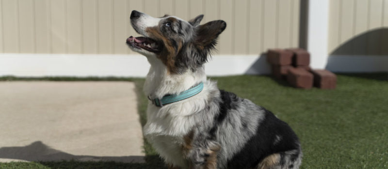Meadowbrook Vet Photos-133 Small multi-colored dog being trained outside at Bark District.