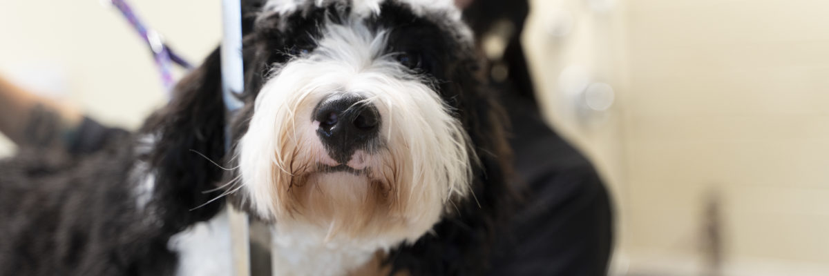 Close-up black and white dog being groomed at the Bark District.