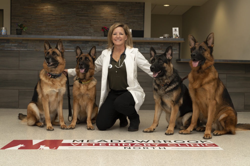 Annette Gutzwiller, DVM on clinic floor with four German Shepherds.
