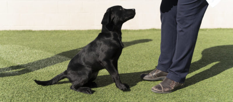 Black puppy being trained at the Bark District.