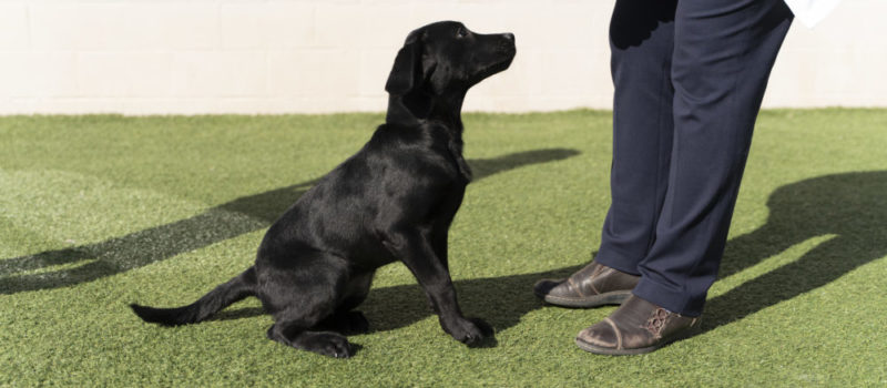Meadowbrook Vet Photos-179 Black puppy being trained at the Bark District.