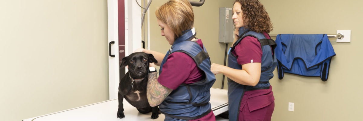 Two staff members examining and weighing small black dog.