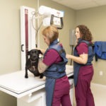Two staff members examining and weighing small black dog.