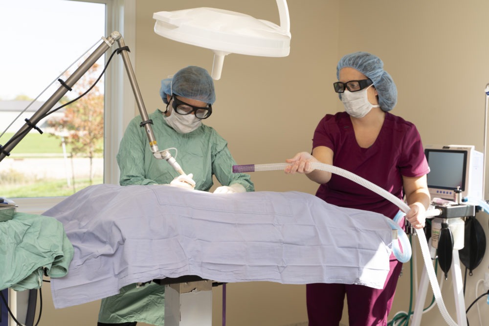 Veterinarian and staff member performing surgery at Meadowbrook Clinic.