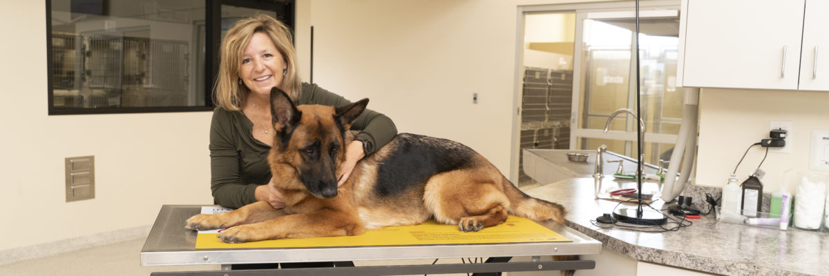 Annette Gutzwiller, DVM with German Shepherd on exam table in Meadowbrook Clinic.