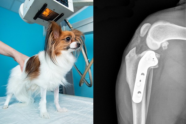 Dog TPLO diagnostics