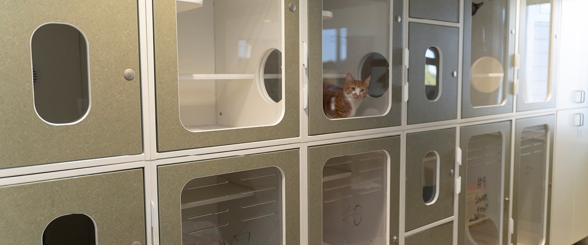 cat boarding kennel