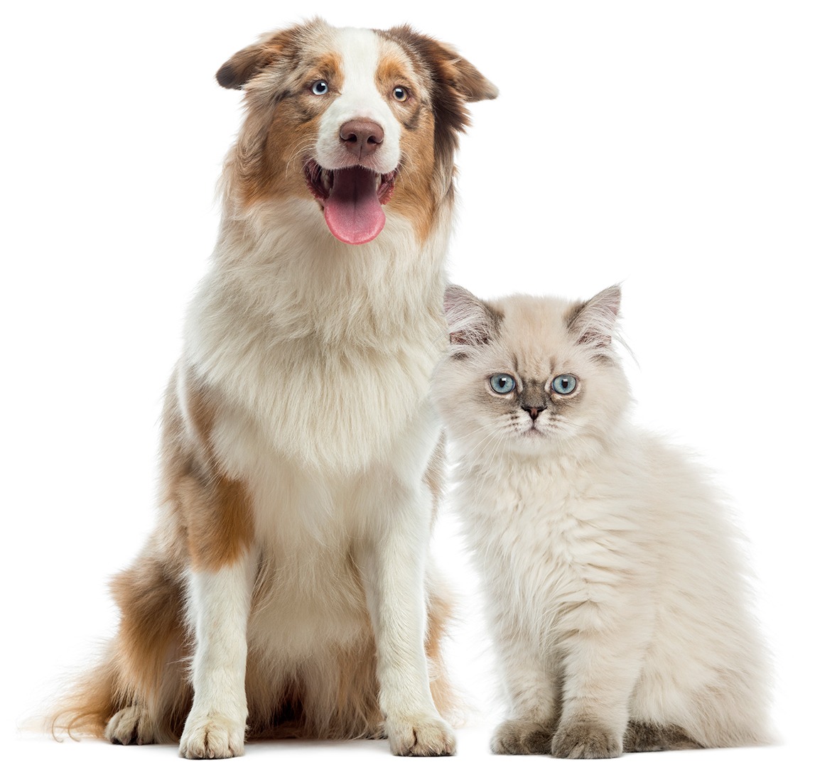 dog and cat vet