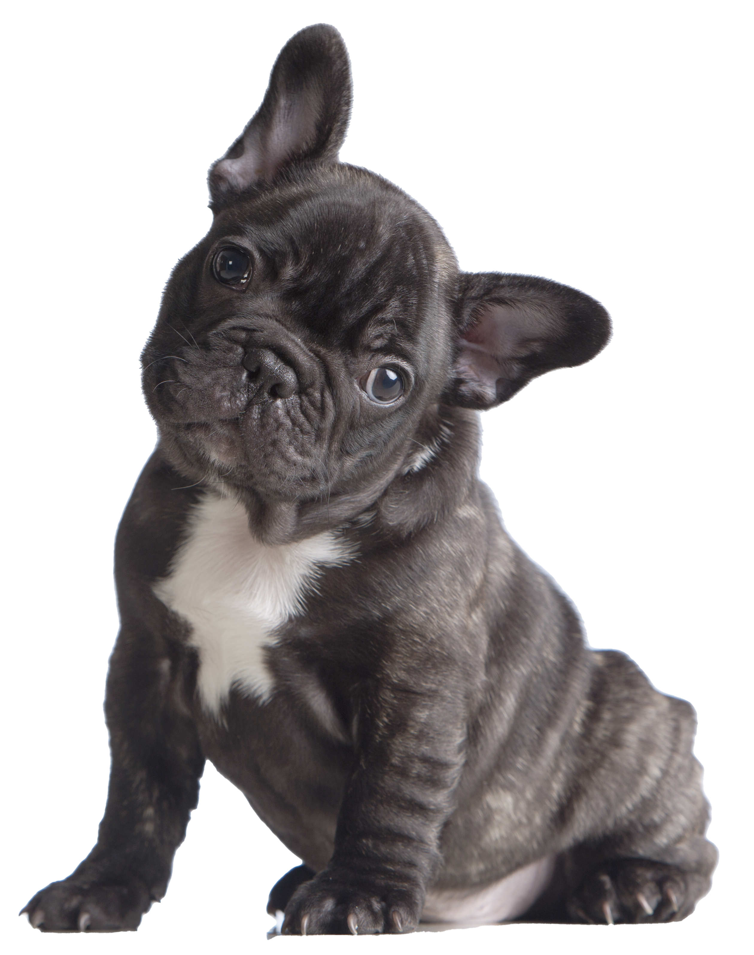 Puppy vet