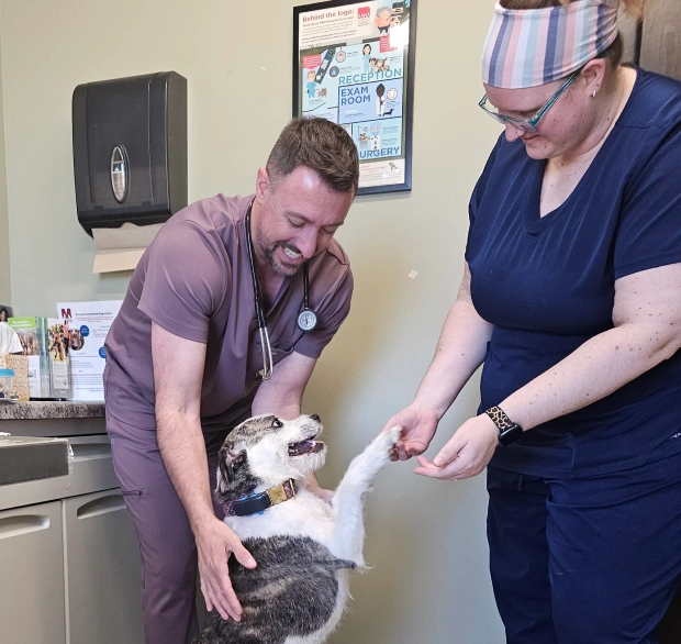 Veterinary staff greeting a happy senior dog during an exam at Meadowbrook's North Peoria clinic