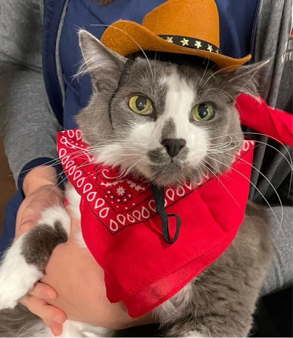 Welcome to Meadowbrook Veterinary Clinic
