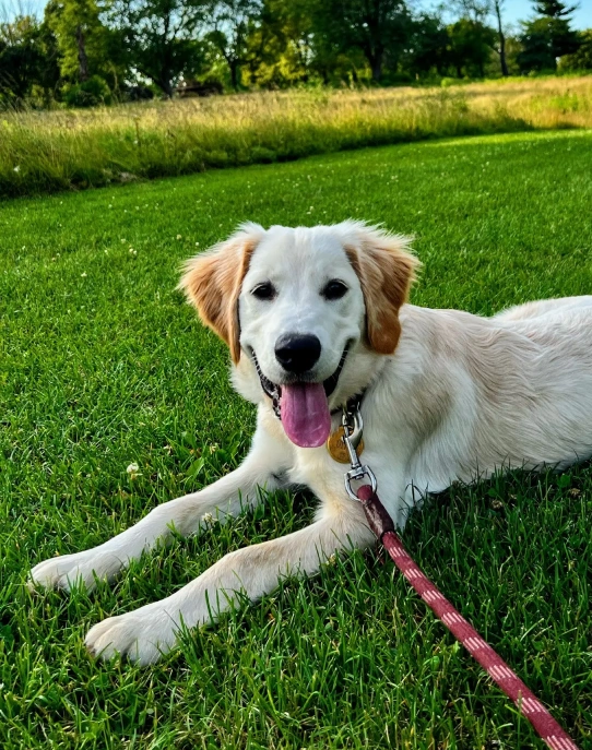We’re Excited to Meet You & Your Pet