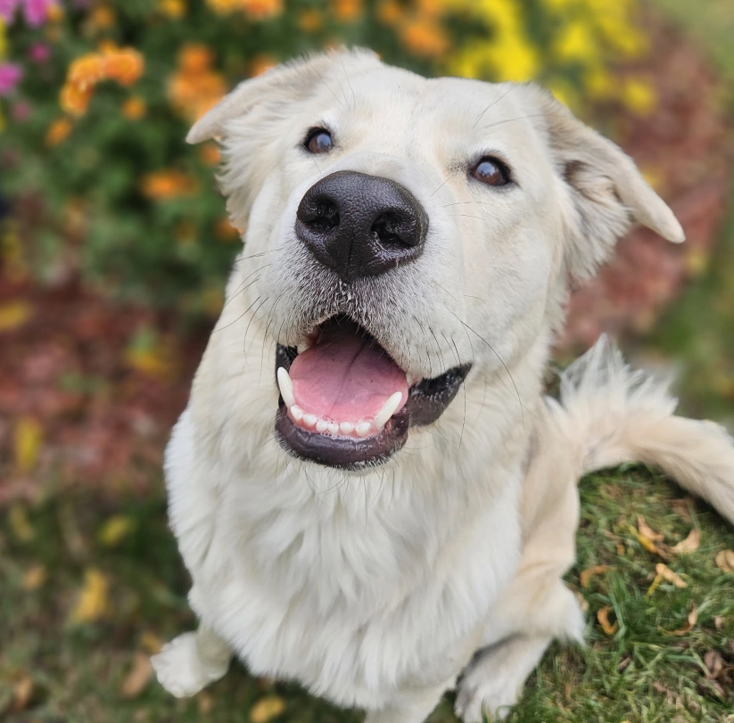 Happy golden retriever sitting outdoors with its mouth open and tongue out.