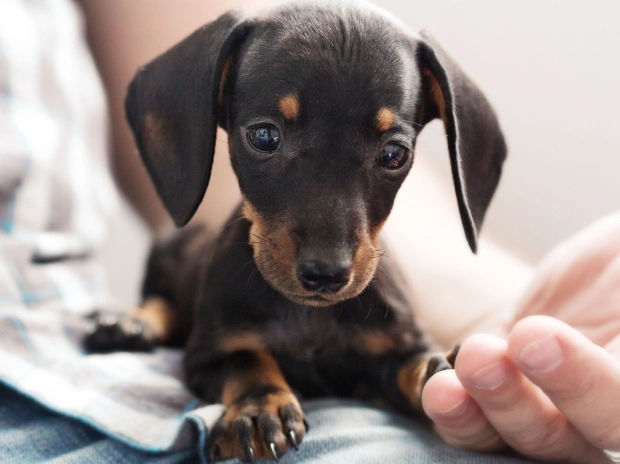 Person gently holding a dachshund puppy, representing after-hours emergency pet care