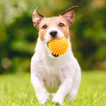 Jack Russell Terrier running with a toy ball in the grass, representing Bark District boarding services