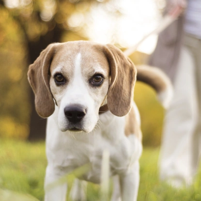 Beagle walking on a leash outdoors, representing Bark District daycare services