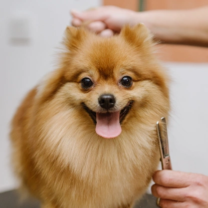 Groomer trimming a fluffy Pomeranian's fur, representing Bark District grooming services