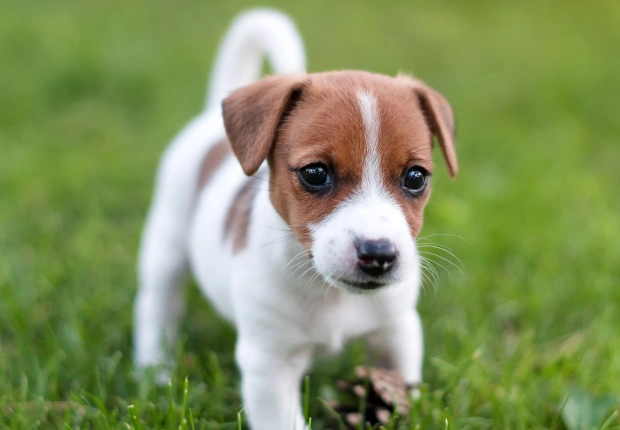 Jack Russell Terrier puppy playing outside on the grass, representing pet boarding services