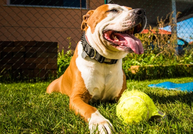 Happy Pit Bull relaxing in the grass with a tennis ball, representing pet daycare services