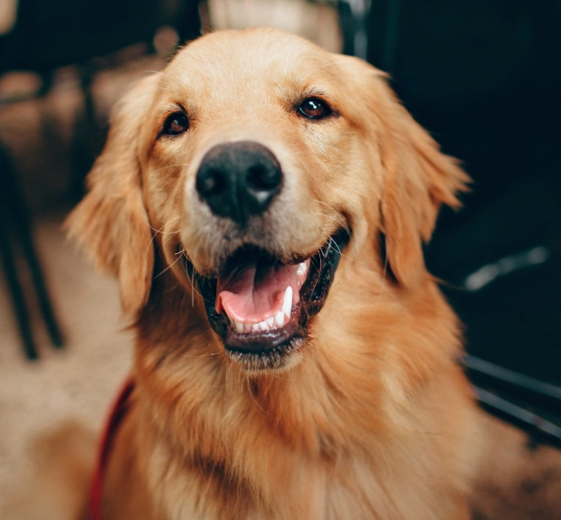 Smiling golden retriever showing healthy teeth, representing veterinary dental care services