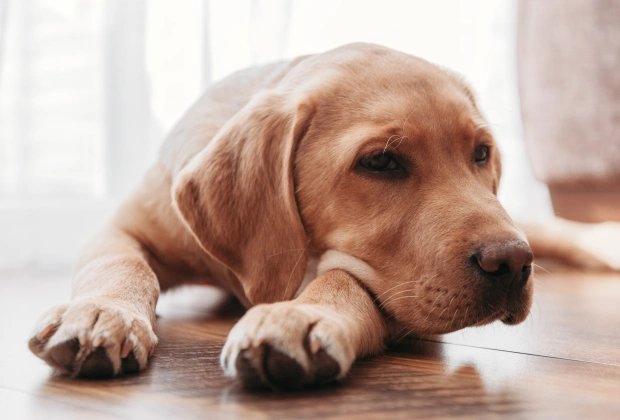 Lethargic yellow Labrador lying on the floor, representing compassionate end-of-life pet care