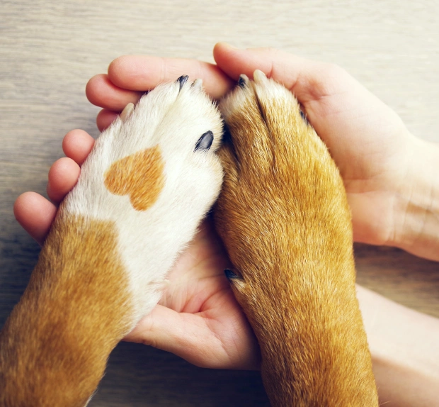 Person gently holding a dog's paws in their hands, symbolizing comfort and support during pet end-of-life care