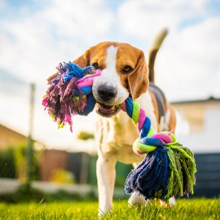 Beagle playing with a colorful rope toy outdoors, representing boarding and grooming services