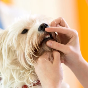 Veterinarian examining a small dog's teeth, representing dental care services