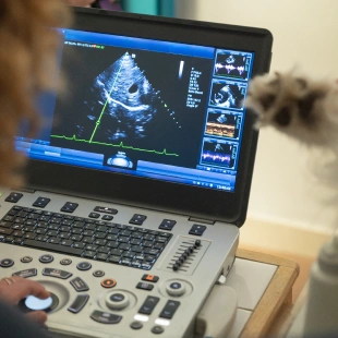 Veterinarian performing an ultrasound scan on a dog, representing diagnostic care services