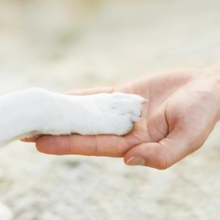 Person holding a dog's paw in their hand, representing compassionate end-of-life care