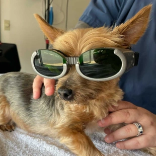 Small dog wearing protective goggles during laser therapy treatment