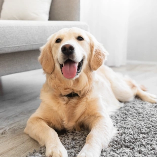 Happy golden retriever lying on a rug at home, representing preventive pet care