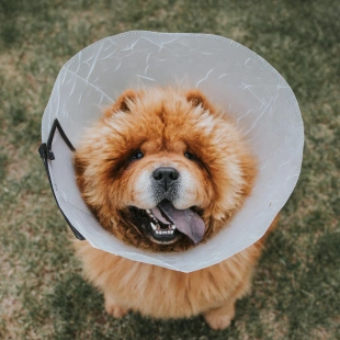 Chow Chow wearing a protective cone outdoors, representing surgical services