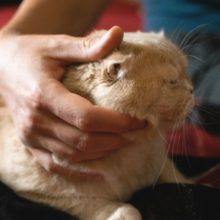 Veterinarian gently examining a cat's head, representing urgent care services