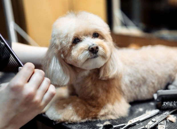Groomer trimming a fluffy Bichon Frise's fur during a grooming session